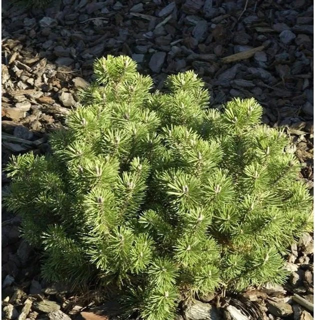 Kugelkiefer Mops Pinus mugo in Grün, Höhe: 50-60 cm - Bild 1