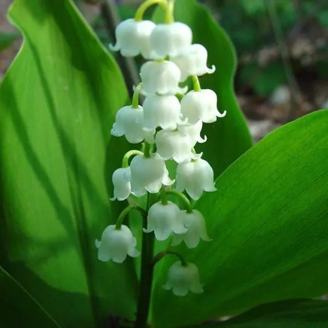 6er Set Maiglöckchen Convallaria majalis Arborix als Staude im 9 cm Topf mit weißen Blüten - Bild 1