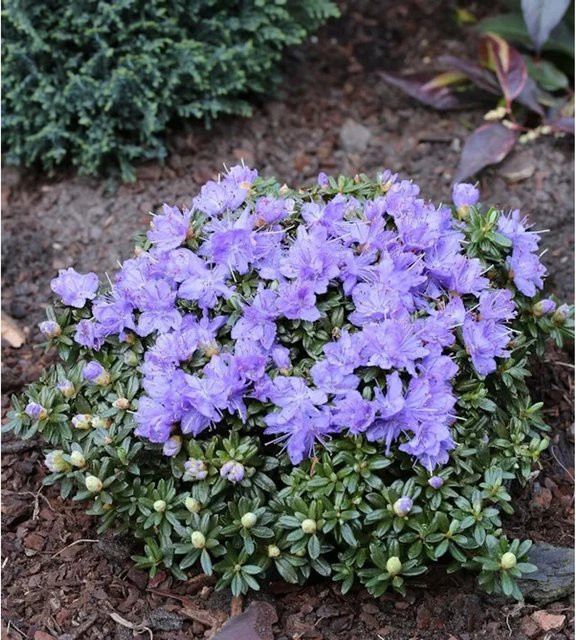 Rhododendron litangense Strauch in Violett von Nr-01.de - Bild 1