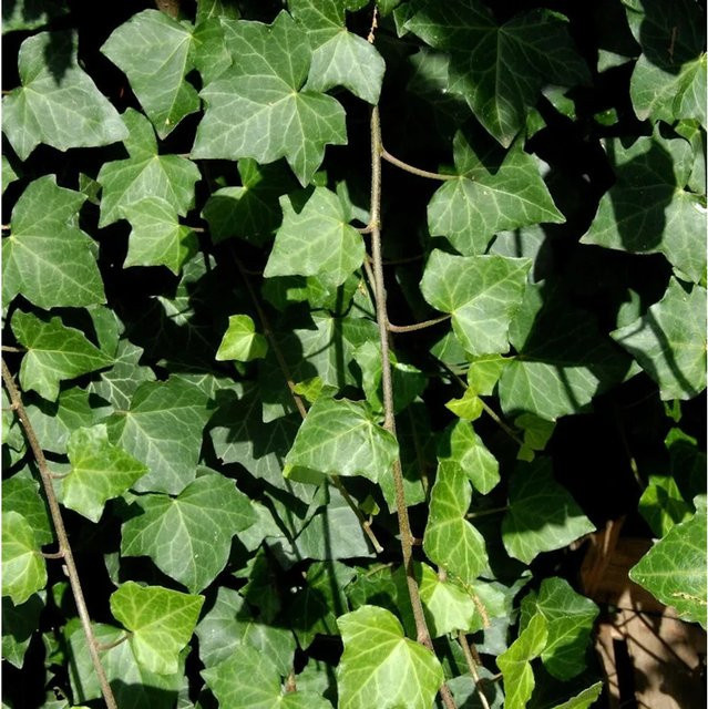Großblättriger Irischer Efeu Hedera helix hibernica als grüne Kletterpflanze für den Garten, Höhe: 30-40 cm - Bild 1