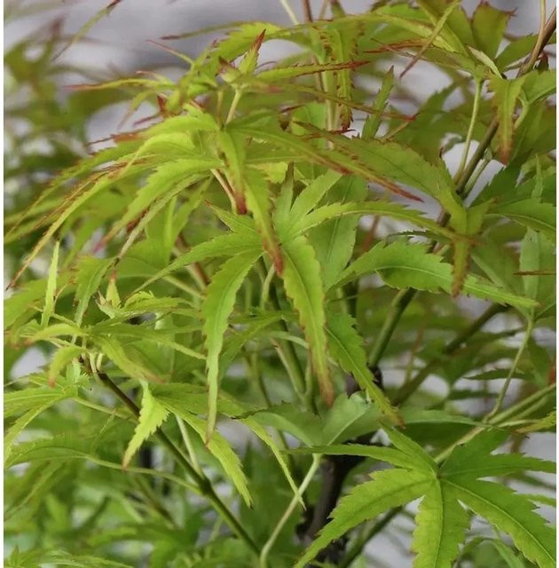 Fächerahorn Sharps Pygmy Acer palmatum, grün, 30-40 cm - Bild 1