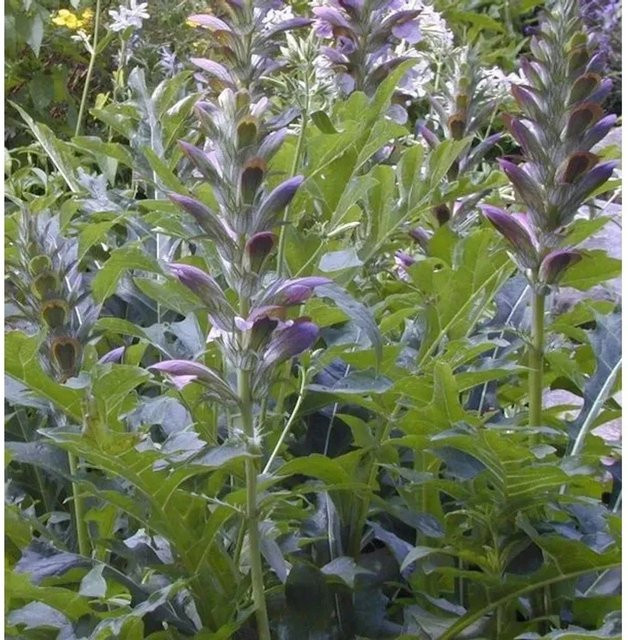 Acanthus mollis Bärenklaue grüne Staude für den Freilandbereich - Bild 1
