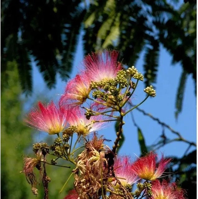 Hochstamm Seidenakazie Evis Pride Albizia julibrissin mit rosa Blüten von Nr-01.de, Höhe: 80-100 cm - Bild 1