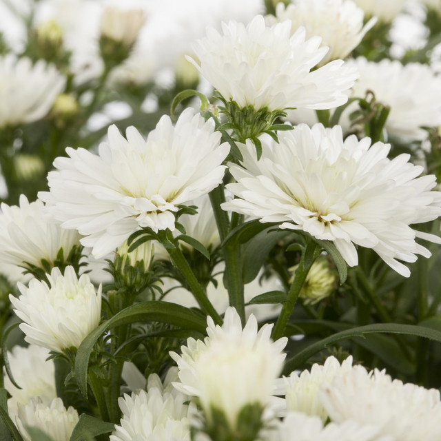3er Set Weiße Glattblattaster Aster novi belgii Staude von BLUME2000 - Bild 1