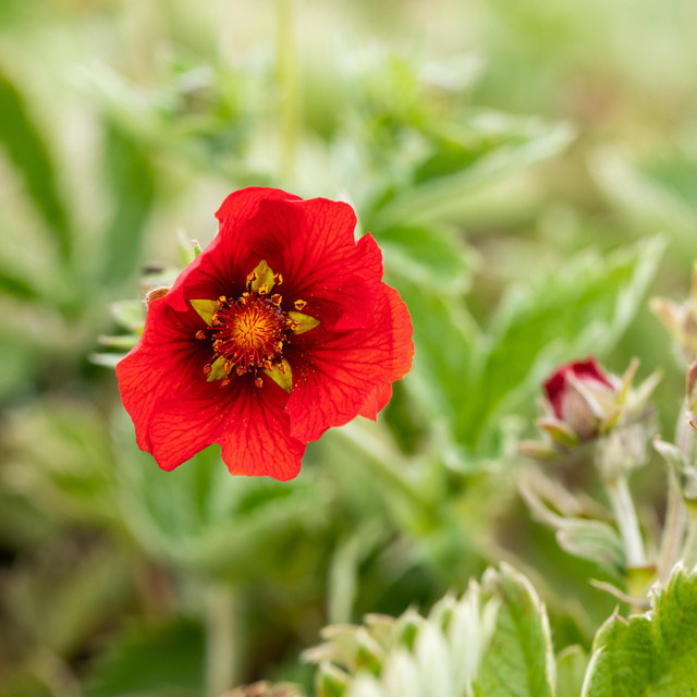 BIO Blutrotes Fingerkraut Potentilla atrosanguinea Staude, 3 Stück - Bild 1