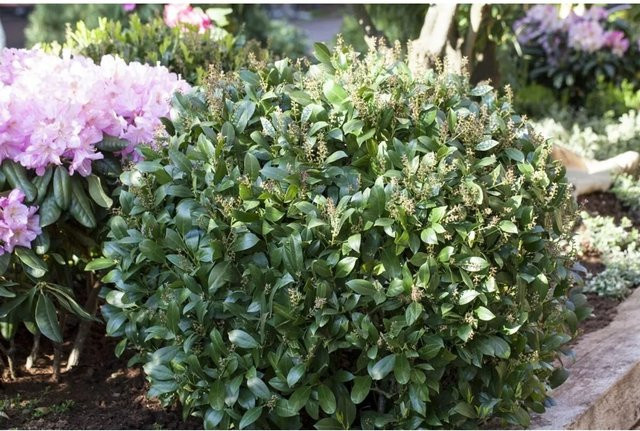 Prunus Aurocerasus Mano Kirschlorbeere als Heckenpflanze, Grün und Weiß, Höhe: 45 cm - Bild 1
