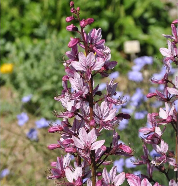 Dictamnus albus Brennender Busch - Lila Staude für den Garten - Bild 1