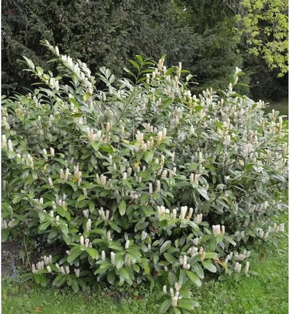 Zwerglorbeerkirsche Piri Prunus aurocerasus Strauch in Grün, Höhe: 25-30 cm - Bild 1