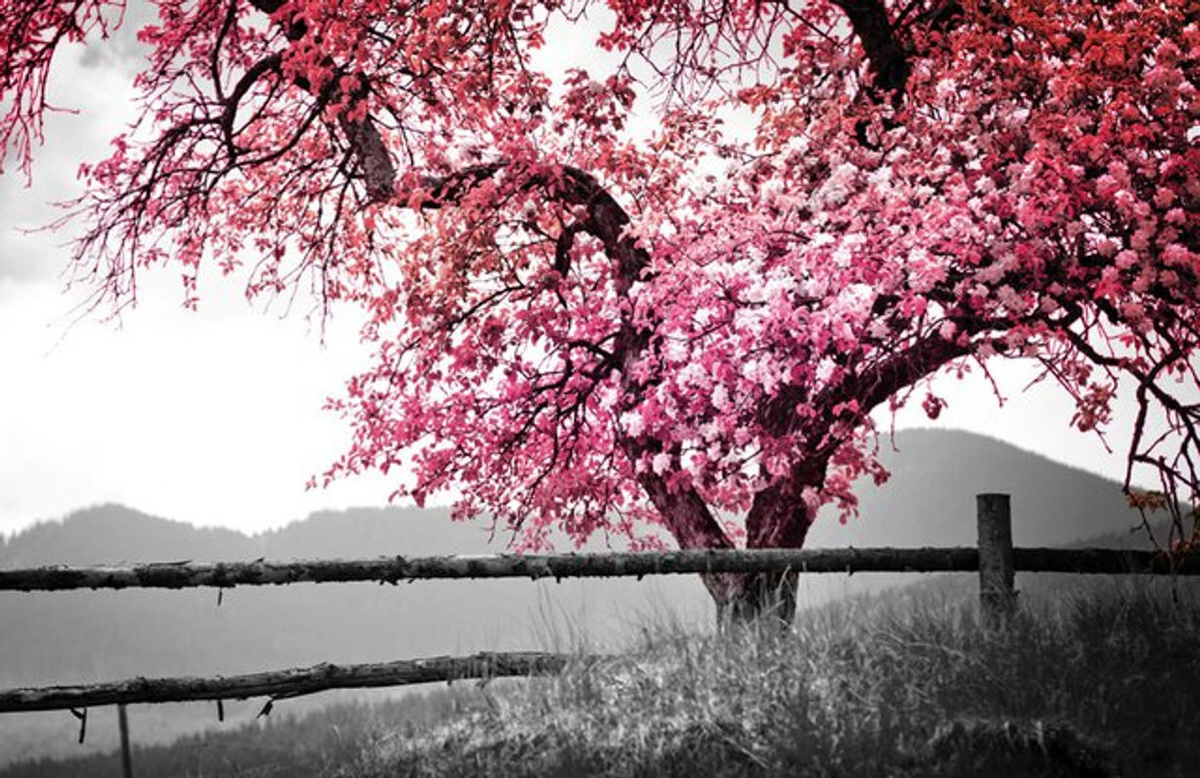 The Wall Wandbild Baum Landschaft in Rosa und Mehrfarbig aus Glas, B: 90 cm, H: 58 cm - Bild 1