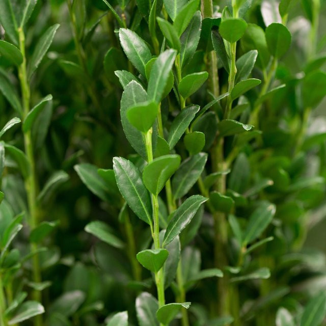 Säulen-Berg-Ilex Fastigiata als Heckenpflanze und Zierstrauch, weiß/grün, Höhe: 200 cm - Bild 1