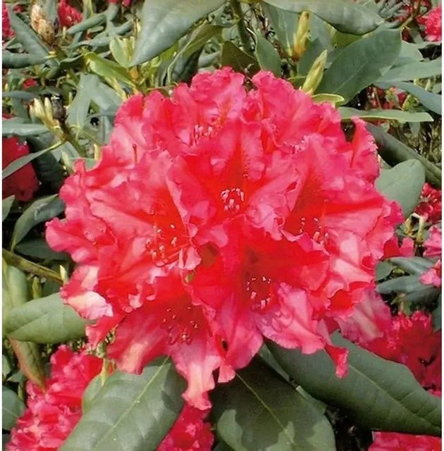 Großblumiger Rhododendron Mrs. P. den Ouden Alpenrose in Pink, Höhe: 30-40 cm - Bild 1