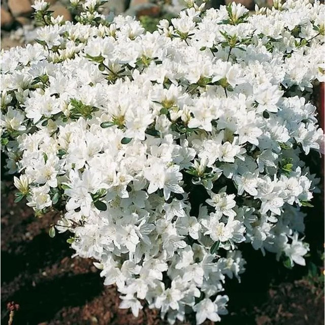Japanische Azalee Kermesina Alba Rhododendron obtusum als weißer Zwerg-Strauch, Höhe: 40 cm - Bild 1