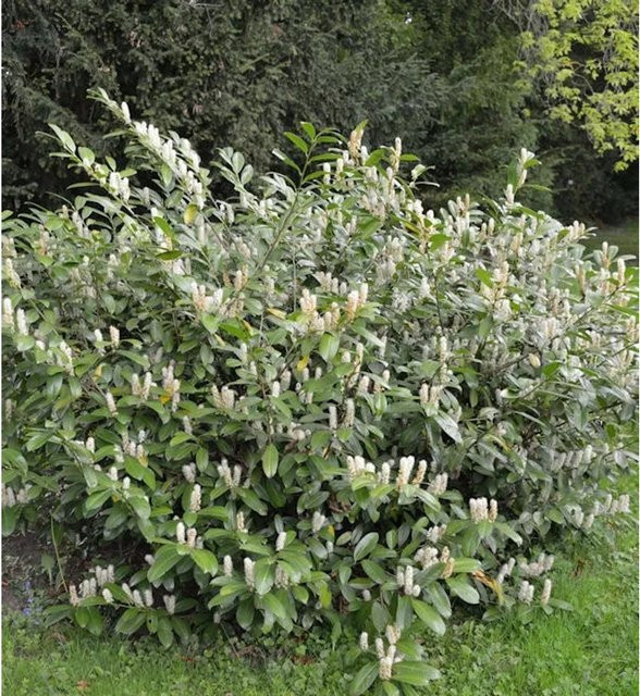 Zwerglorbeerkirsche Piri Prunus aurocerasus Strauch in Grün - Bild 1