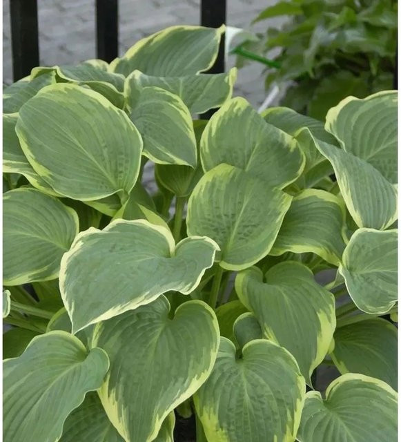 Hosta plantaginea Abiqua Drinking Gourd Grünblattfunkie von Nr-01.de als Bodendecker und Unterpflanzung - Bild 1