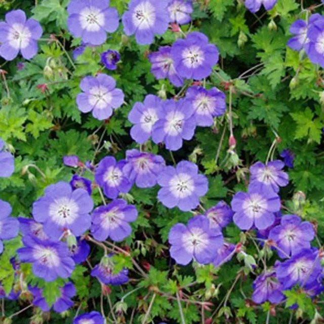6er Set Storchschnabel Rozanne Geranium von arborix, pflegeleichter Bodendecker im 9cm Topf - Bild 1