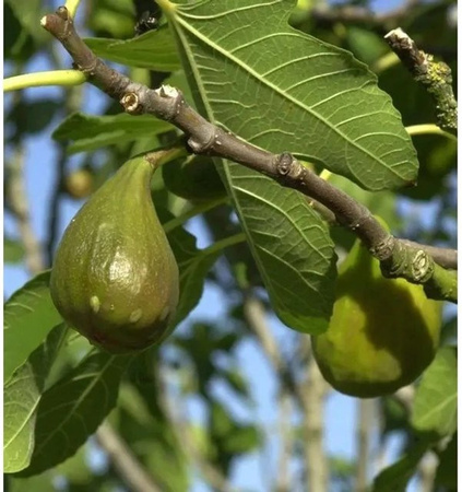 Feigenbaum Madeleine des 2 Saisons Ficus carica von Nr-01.de, Höhe: 80-100 cm