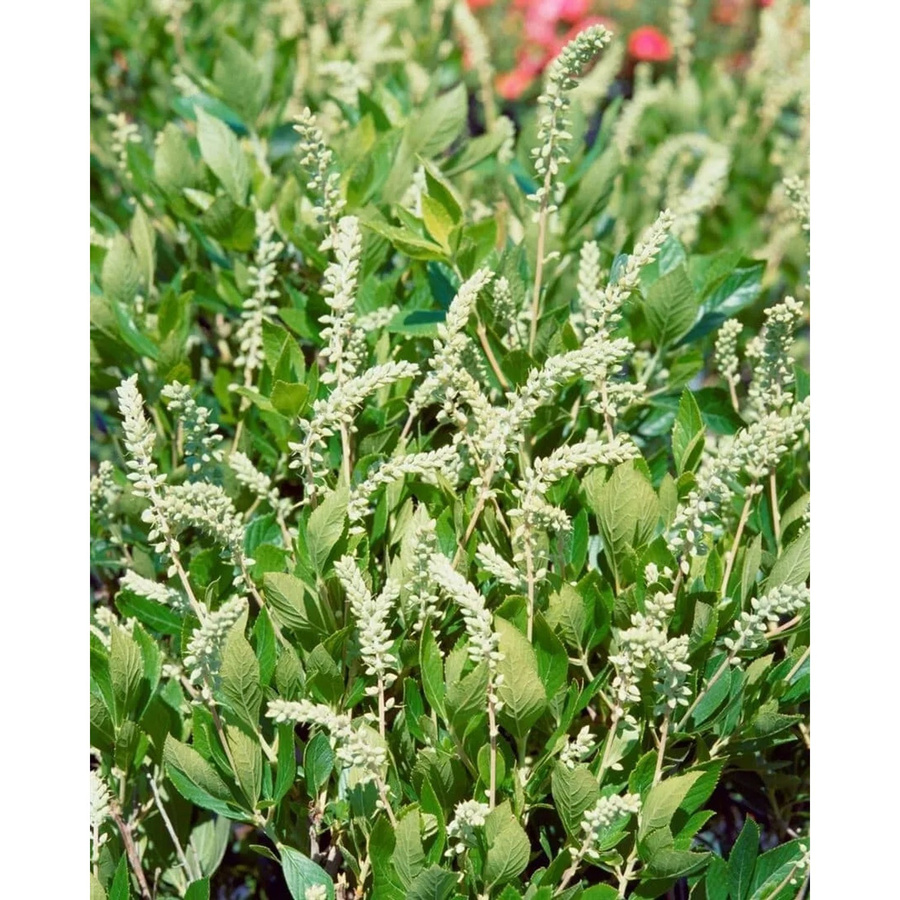 Clethra Alnifolia Hummingbird weißer Sommer-Scheineller als Zierstrauch für deinen Garten und Balkon - Bild 2