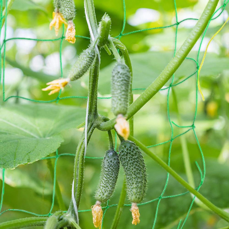 Choubo seven Kletternetz für den Garten aus Nylon als Pflanzengitter für Kletterpflanzen wie Luffa, Morning Glory und Gurkenreben, B: 5 m, H: 1,8 m - Bild 3