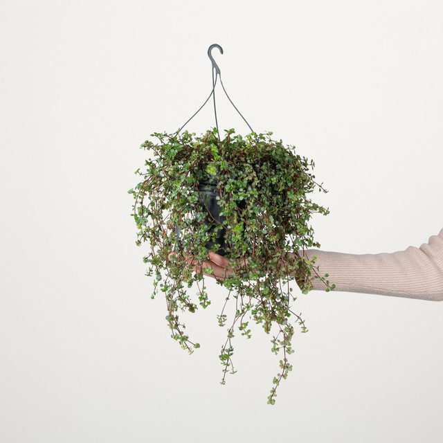 Pilea Libanensis Hängepflanze von BLUME2000 in Silber und Grün - Bild 1