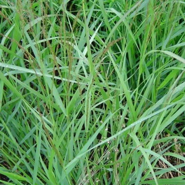 6er Set Arborix Rutenhirse Warrior Panicum virgatum als mehrjährige Zierpflanze im 9cm Topf mit Herbstfärbung in Grün, Gelb und Purpur - Bild 1