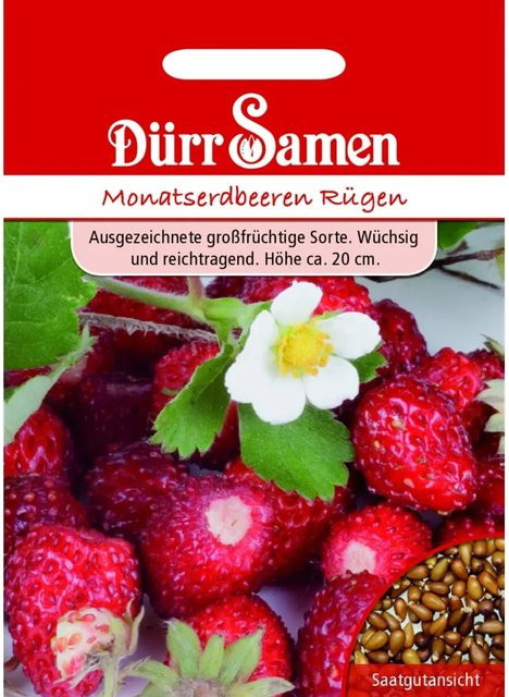 Dürr Erdbeersamen Rügen Saatgut für die Aussaat im Februar - Bild 1