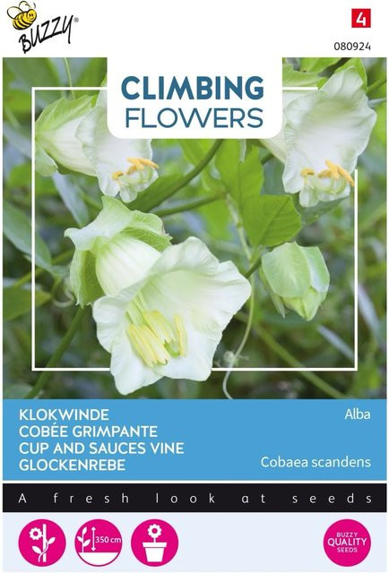 Kobee Alba Buzzy Kletterblumen Samen mit weißen Glockenblüten, 2 g - Bild 1