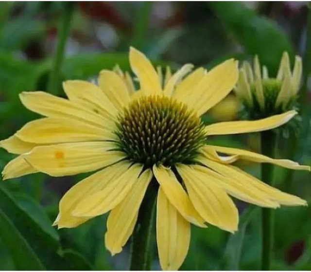 Sonnenhut Sundown Echinacea purpurea als mehrjährige Schnittblumepflanze für den Garten - Bild 1