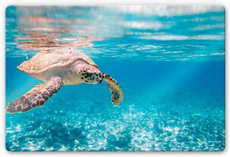 K&L Wall Art Glasbild Unterwasser Ozean Schildkröte in Multicolor und Blau, B x H: 60 x 40 cm - Bild 1