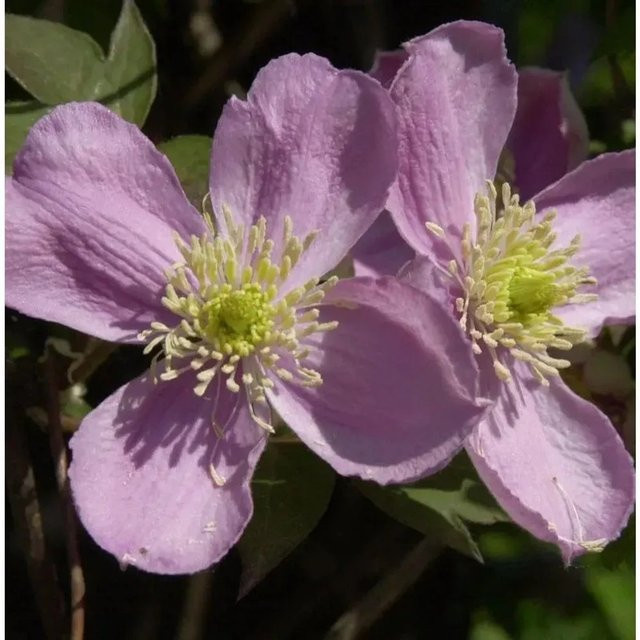 Clematis montana Fragrant Spring Berg Waldrebe Kletterpflanze Höhe: 60-80 cm - Bild 1
