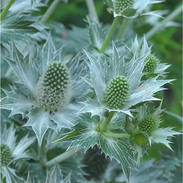 Eryngium giganteum Elfenbein-Mannstreu als mehrjährige Gartenpflanze in Silber und Weiß - Bild 1