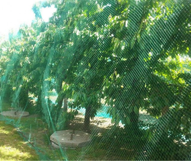 Gartennetz als Vogelschutz und Spaliergitter in Grün für Gemüse, Pflanzen, Blumen und Obstbäume - Bild 1