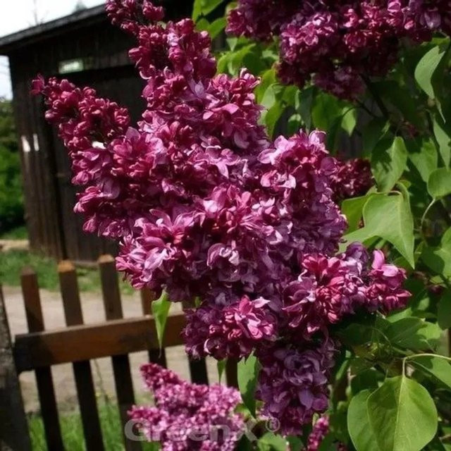 Syringa prestoniae Kanadischer Flieder Red Wine als Zierstrauch für Garten und Kübelpflanze, Farbe: Rot/Lila - Bild 1