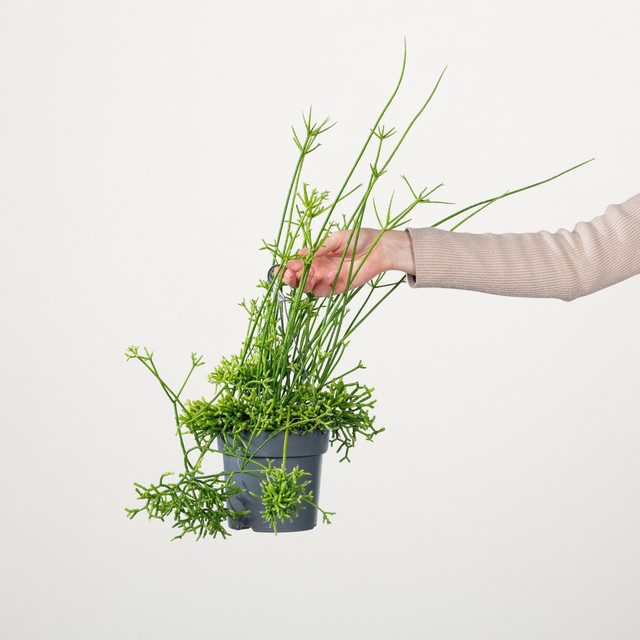 Korallenkaktus Goulden von BLUME2000, grün, Hängepflanze - Bild 1