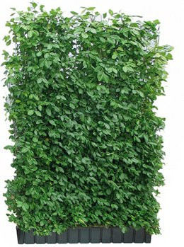 HELIX PFLANZEN Spindelstrauch Euonymus fortunei Coloratus, dunkelgrün, winterhart - Bild 1