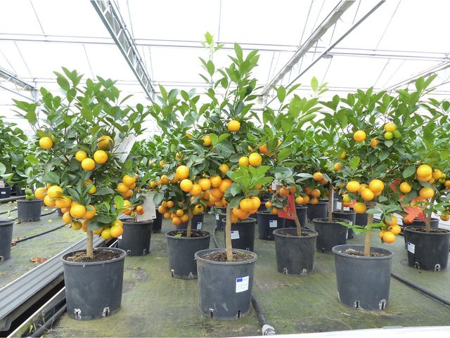 Calamondin Stamm Busch Citrus Mitis Orangenbaum Kalamansi, Höhe: 80 cm - Bild 1