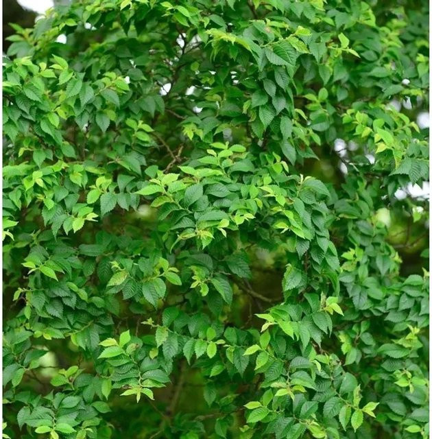 Zwergulme Jacqueline Hillier Ulmus hollandica als grüner Zierstrauch für deinen Garten, Höhe: 80-100 cm - Bild 1