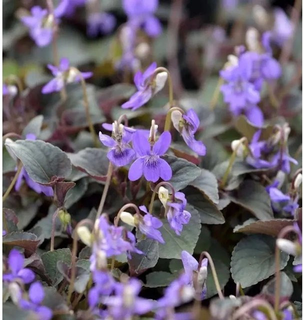 Viola labradorica Grönland Veilchen als lila-blaue Bodendecker-Staude für den Garten - Bild 1