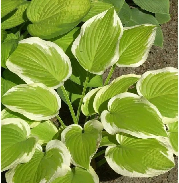 Hosta cultorum Funkie Winter Snow Grüne Staude für den Garten - Bild 1