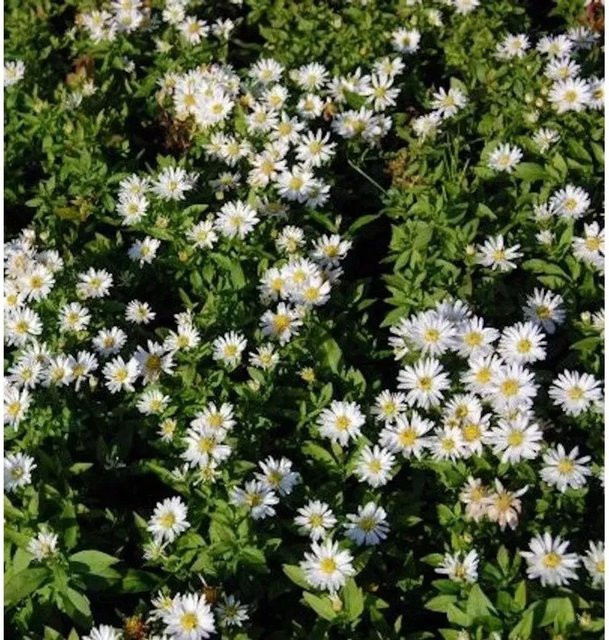 Kissenaster Schneekissen Aster dumosus weiße Bodendecker-Pflanze für Rabatten und Bauerngärten - Bild 1