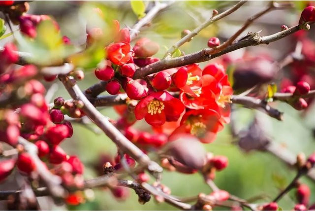 Chaenomeles Japonica Zierquitte als roter Zierstrauch für den Garten, Höhe: 80–100 cm - Bild 1