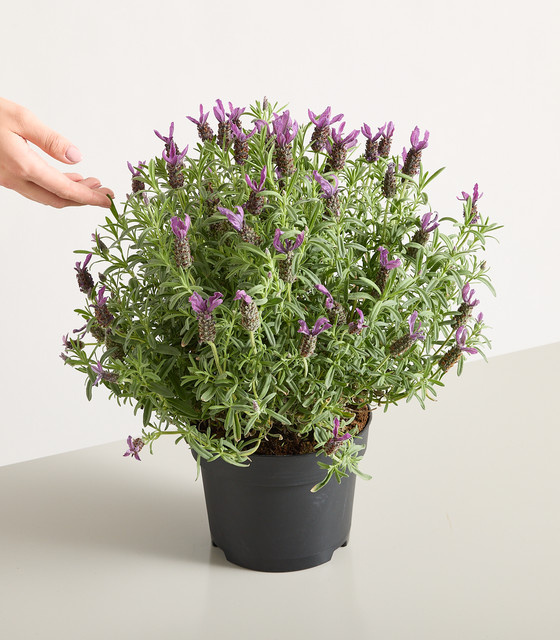 Schopflavendel Lavandula stoechas von BLUME2000 in Lila für Garten und Balkon - Bild 1
