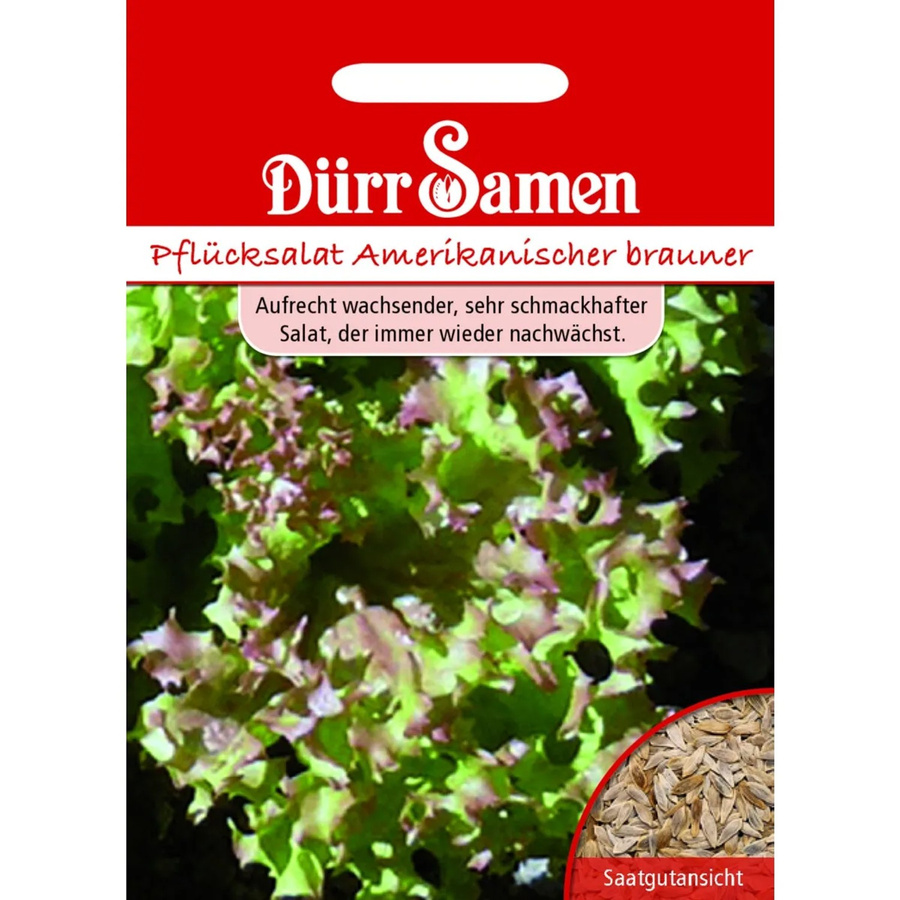 Dürr Amerikanischer Brauner Pflücksalat Saatgut 1 g - Bild 2