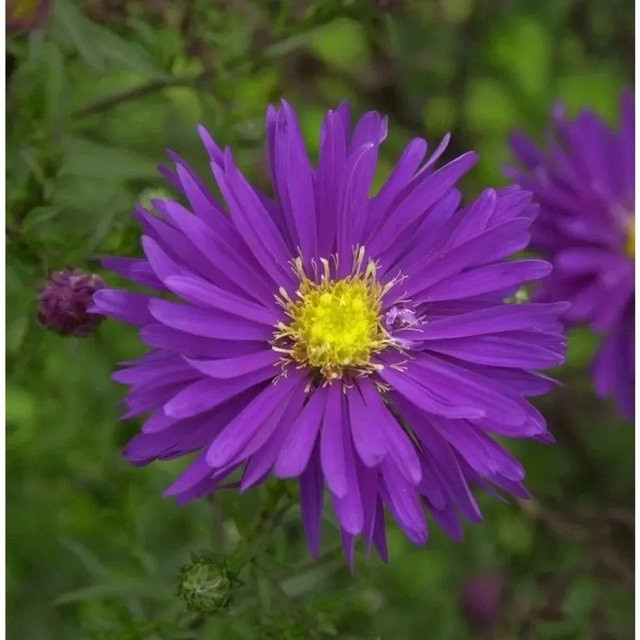 Rauhblattaster Blauglut Aster novi belgii lila mehrjährige Gartenpflanze - Bild 1
