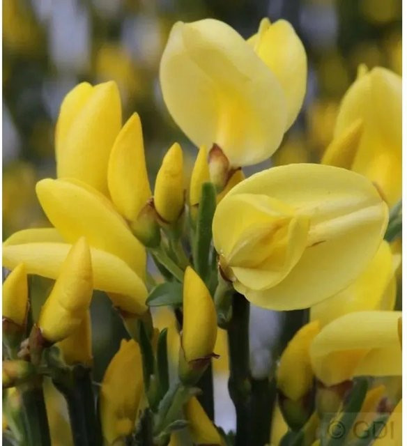 Cytisus praecox Elfenbein Ginster Allgold gelber Strauch Höhe: 40-60 cm - Bild 1