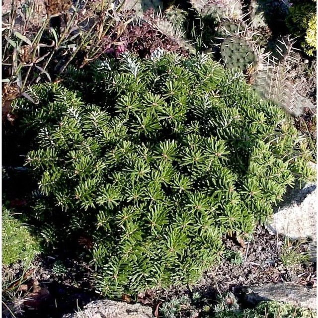 Abies koreana Zwerg Koreatanne Tundra Grün, Höhe: 25-30 cm - Bild 1