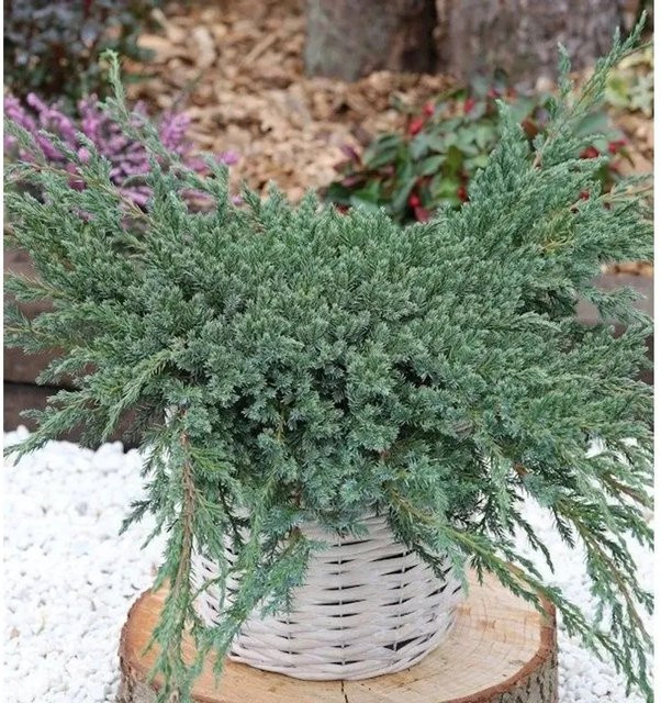 Blauer Teppichwacholder Juniperus squamata für den Garten - Bild 1