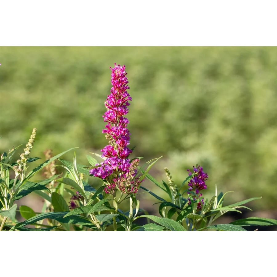 Buddleja Davidii Schmetterlingsstrauch Butterfly Tower von Pflanzen für dich, pflegeleichte Staude für Garten, Balkon und Terrasse, Blütezeit Juli bis Oktober - Bild 2