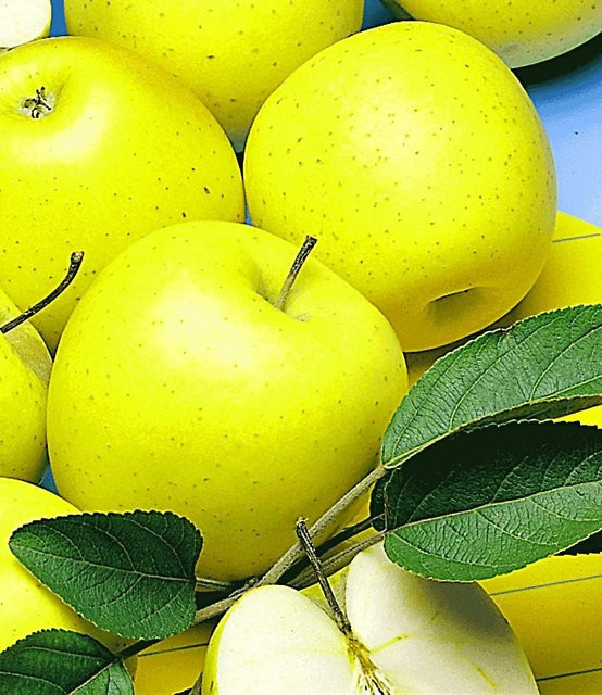 Säulen-Apfel Golden Delicious - Bild 1