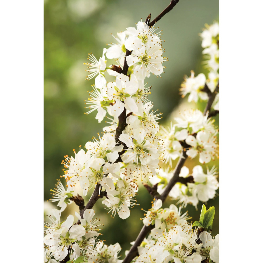 GROW by OBI Bio Pflaume Königin Viktoria Goldgelb im Topf, ca. 120-140 cm Höhe - Bild 2