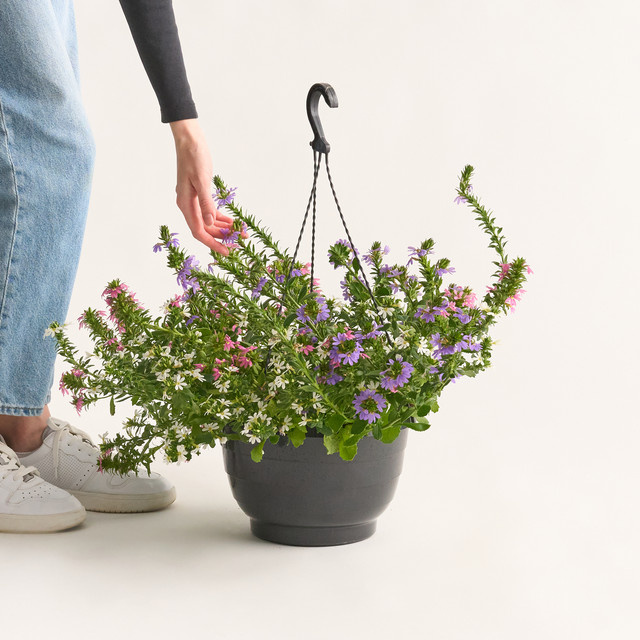 BLUME2000 Scaevola aemula Dreifarbige Fächerblume als Dauerblüher für Hängeampeln - Bild 1
